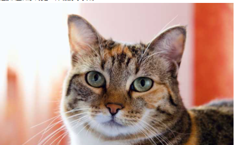 歐式家裝設(shè)計模型，歐式木門風(fēng)格怎么樣？